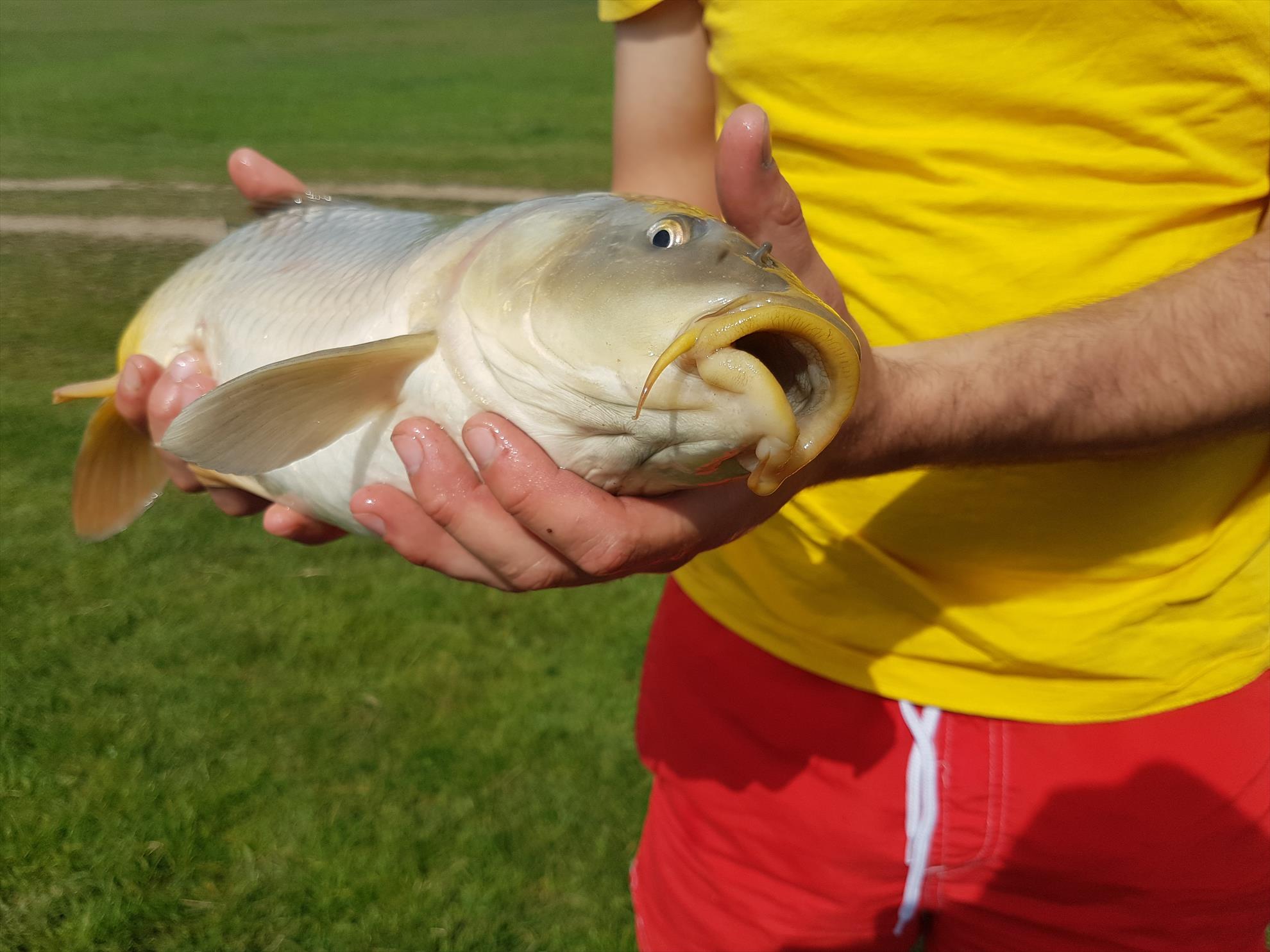 Frasin - 20170506160519.jpg